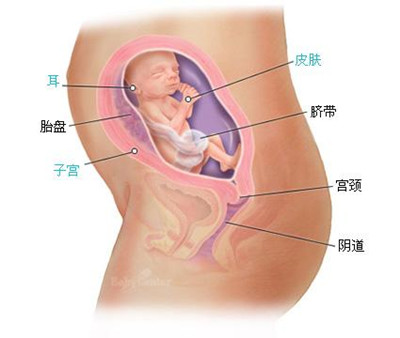 怀孕5个月胎儿图