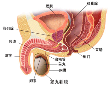 勃起功能障碍的原因有哪些?